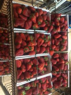 Miller Strawberries